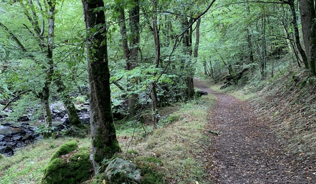 Wandelpad in bos